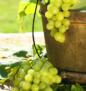 Green grapes and leaves in an old bucket